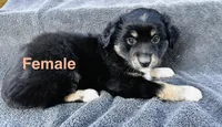 Female, a female Miniature Australian Shepherd for sale in Randleman, NC – Photo 1 of 4