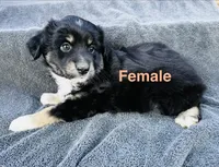 Female, a female Miniature Australian Shepherd for sale in Randleman, NC – Photo 4 of 4