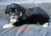 Female, a female Miniature Australian Shepherd for sale in Randleman, NC – Photo 3 of 4