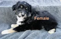 Female, a female Miniature Australian Shepherd for sale in Randleman, NC – Photo 2 of 4