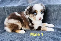 Red Merle 1, a male Miniature Australian Shepherd for sale in Randleman, NC – Photo 4 of 6
