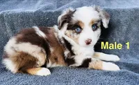 Red Merle 1, a male Miniature Australian Shepherd for sale in Randleman, NC – Photo 5 of 6