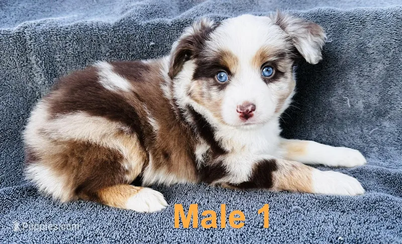 Red Merle 1 – Miniature Australian Shepherd puppy for sale in Randleman, NC