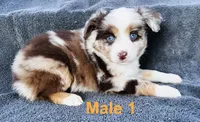 Red Merle 1, a male Miniature Australian Shepherd for sale in Randleman, NC – Photo 1 of 6