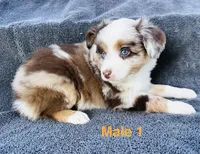 Red Merle 1, a male Miniature Australian Shepherd for sale in Randleman, NC – Photo 2 of 6