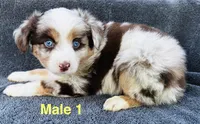 Red Merle 1, a male Miniature Australian Shepherd for sale in Randleman, NC – Photo 3 of 6