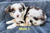 Red Merle 1, a male Miniature Australian Shepherd for sale in Randleman, NC – Photo 6 of 6