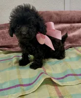 Ebony, a female Maltipoo for sale in Franklinton, LA – 4 of 4