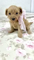 Darcy , a female Maltipoo for sale in Franklinton, LA – 3 of 3
