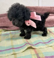 Ebony, a female Maltipoo for sale in Franklinton, LA – 3 of 4