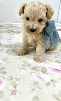 Drew , a male Maltipoo for sale in Franklinton, LA – 3 of 3