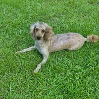 Iris, a female Poodle - Miniature  for sale in Franklinton, LA – Photo 1 of 3