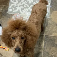 Iris, a female Poodle - Miniature  for sale in Franklinton, LA – Photo 2 of 3