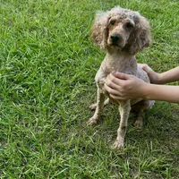 Iris, a female Poodle - Miniature  for sale in Franklinton, LA – Photo 3 of 3