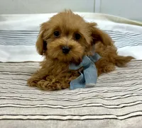Jacob , a male Maltipoo and Poodle - Toy  for sale in Franklinton, LA – 3 of 4