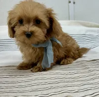 Jacob , a male Maltipoo and Poodle - Toy  for sale in Franklinton, LA – 2 of 4