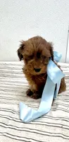 Brice , a male Yorkipoo for sale in Franklinton, LA – 3 of 3