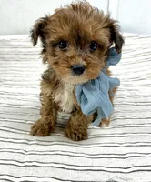 Tripp, a male Yorkipoo for sale in Franklinton, LA – 2 of 6