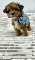 Tripp, a male Yorkipoo for sale in Franklinton, LA – 4 of 6