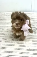 Darcy, a female Yorkipoo for sale in Franklinton, LA – 2 of 4