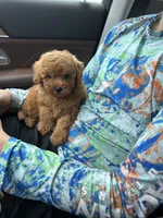 Katie , a female Maltipoo and Poodle - Toy  for sale in Franklinton, LA – 2 of 2