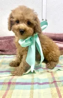 Charlie , a male Poodle - Toy  for sale in Franklinton, LA – 3 of 3