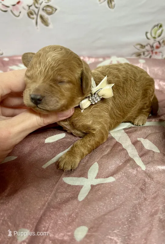 Duke  – Maltipoo, Poodle - Toy  puppy for sale in Franklinton, LA