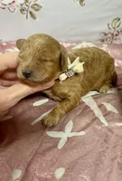 Duke , a male Maltipoo and Poodle - Toy  for sale in Franklinton, LA – 1 of 1