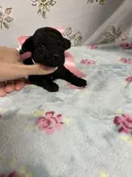 Jasmine, a female Poodle - Toy  for sale in Franklinton, LA – Photo 1 of 3