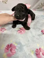 Jasmine, a female Poodle - Toy  for sale in Franklinton, LA – Photo 3 of 3