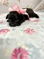 Jasmine, a female Poodle - Toy  for sale in Franklinton, LA – Photo 2 of 3