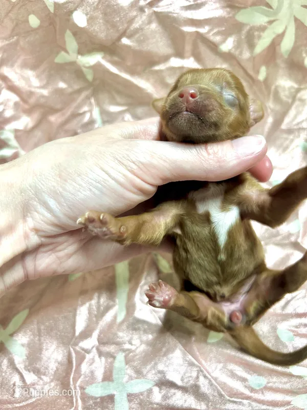 Mable – Yorkipoo puppy for sale in Franklinton, LA