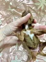 Mable, a female Yorkipoo for sale in Franklinton, LA – Photo 2 of 4