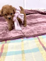 Fendi, a female Maltipoo for sale in Franklinton, LA – 4 of 4