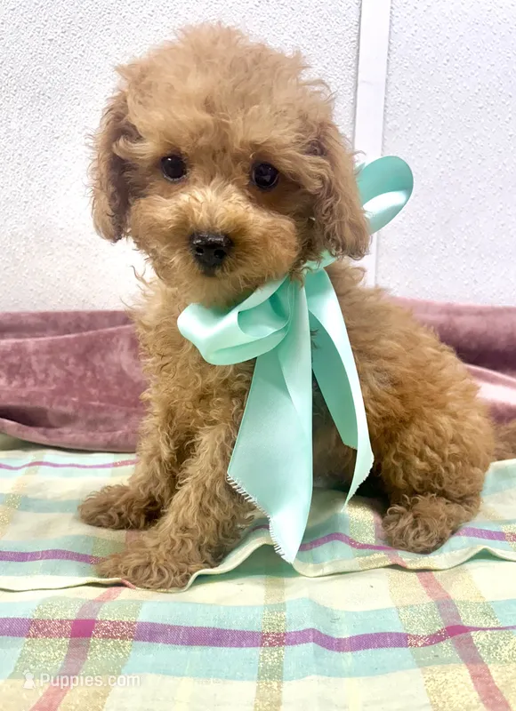 Charlie  – Poodle - Toy  puppy for sale in Franklinton, LA