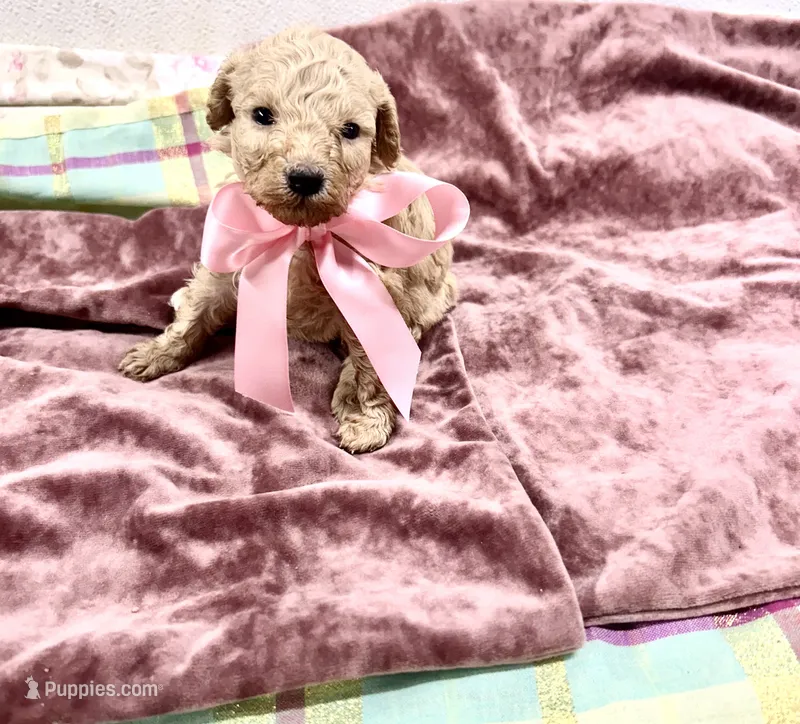 Tulip – Maltipoo puppy for sale in Franklinton, LA