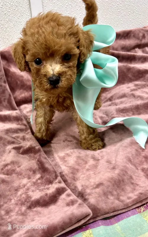 Duke  – Maltipoo, Poodle - Toy  puppy for sale in Franklinton, LA