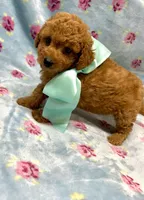 Mason, a male Maltipoo and Poodle - Toy  for sale in Franklinton, LA – Photo 2 of 4