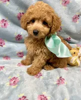 Mason, a male Maltipoo and Poodle - Toy  for sale in Franklinton, LA – Photo 4 of 4