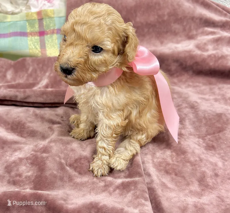 Rose  – Maltipoo puppy for sale in Franklinton, LA