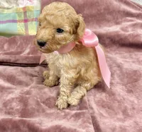 Rose , a female Maltipoo for sale in Franklinton, LA – 1 of 2
