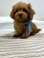 Jacob , a male Maltipoo and Poodle - Toy  for sale in Franklinton, LA – 4 of 4
