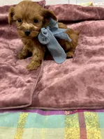 Jacob , a male Maltipoo and Poodle - Toy  for sale in Franklinton, LA – 4 of 4