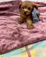 Jacob , a male Maltipoo and Poodle - Toy  for sale in Franklinton, LA – 3 of 4