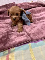 Jacob , a male Maltipoo and Poodle - Toy  for sale in Franklinton, LA – 1 of 4