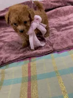 Fendi, a female Maltipoo for sale in Franklinton, LA – 2 of 4