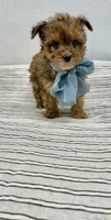 Tripp, a male Yorkipoo for sale in Franklinton, LA – 3 of 6