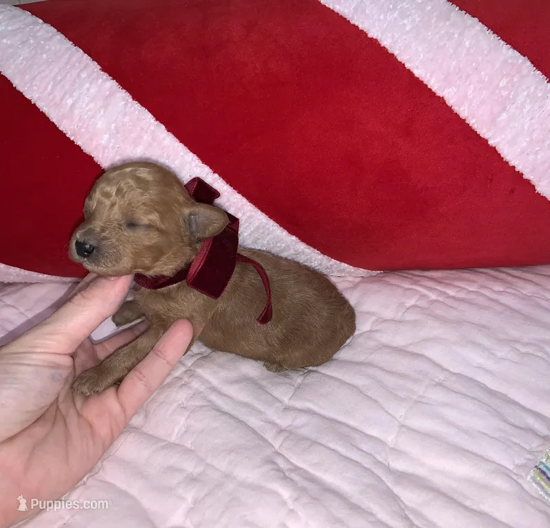 Luka, a male Maltipoo and Poodle - Toy  for sale in Franklinton, LA – Photo 1 of 2