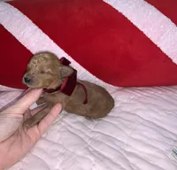 Luka, a male Maltipoo and Poodle - Toy  for sale in Franklinton, LA – Photo 1 of 2