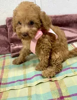 Coco , a female Poodle - Toy  for sale in Franklinton, LA – 2 of 3